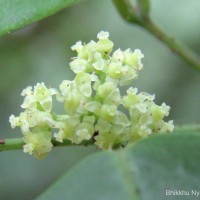 Tetrastigma nilagiricum (Miq.) B.V.Shetty